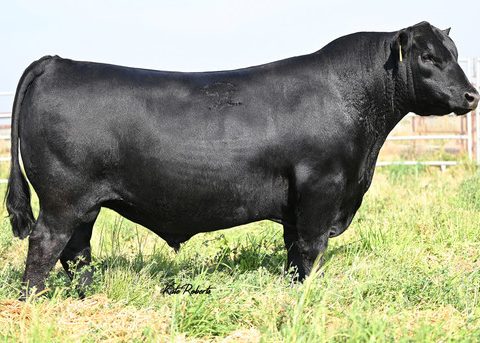 BASIN TRUE GRIT 1021