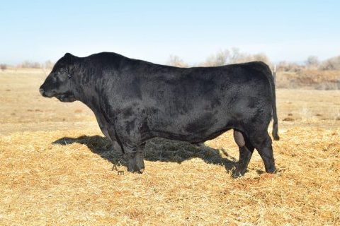 ELLINGSON CONSISTENT 6235