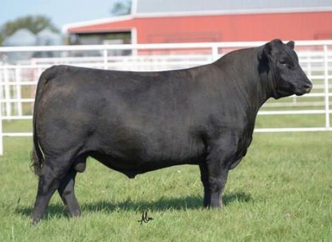 B/C BLAIR BADGER 5023