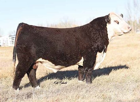 BAR STAR MAGNITUDE 737