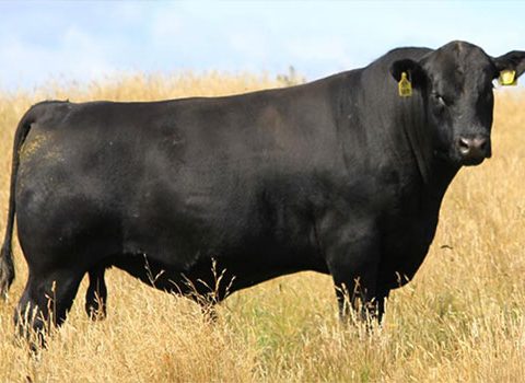 EARNSCLEUGH TUSSOCK 144307