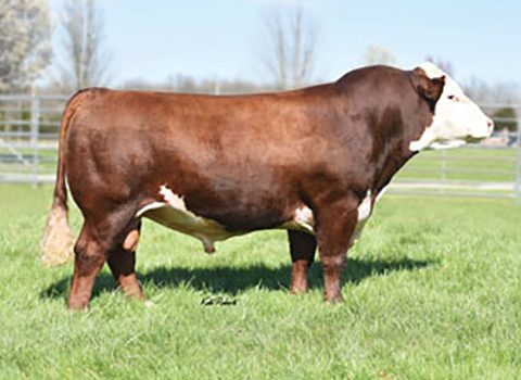 EFBEEF BR VALIDATED B413