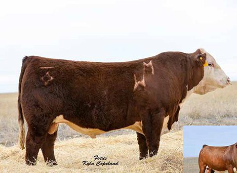 MOHICAN BAR STAR REVVED UP 78A