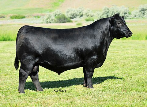 S RIGHT TIME 7861 - Genetic Choice New Zealand