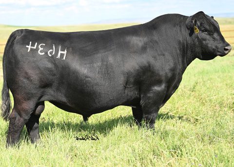 YON SOUTHERN STRONG H634