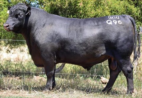 MILLAH MURRAH QUIXOTE Q96