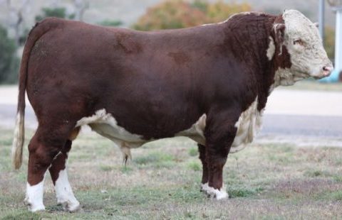 TARCOMBE MCLAREN Q203