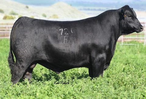 SITZ ACCOMPLISHMENT 720F