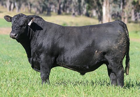 3RLS HORIZON V046