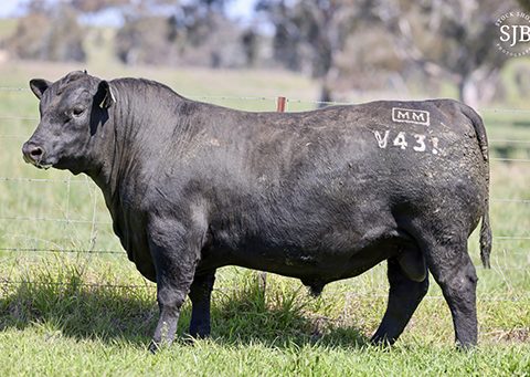 MILLAH MURRAH VON STONKER V431